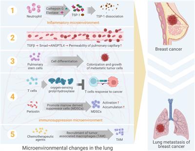 Changes in Pulmonary Microenvironment Aids Lung Metastasis of Breast Cancer